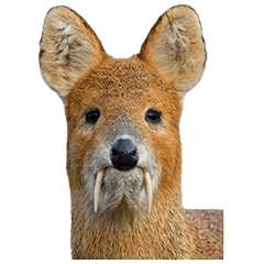 Chinese Water Deer