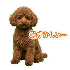 Toy Poodle Japanese Greeting 6