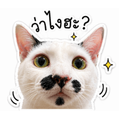 ma ngaew lae maew nuad_20260422062812