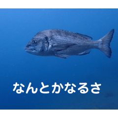 Driving memory