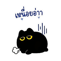 Black cat_20260422100557