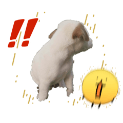 Lazy Pet Life_20260422114056