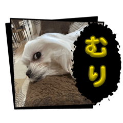 kitty_20260422153510