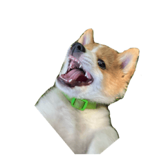 A rai_20260421162148