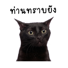 A Black Cat Meem Sticker V.1