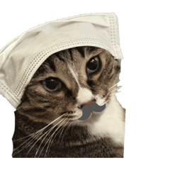 funny cat_20260419005411