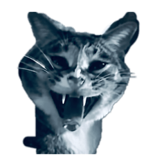 funny cat_20260419010156