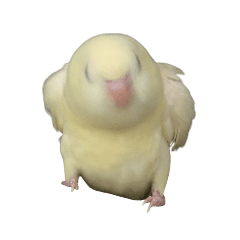 chacha_20260422163126