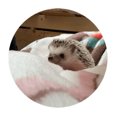 nanashi_20260422163543