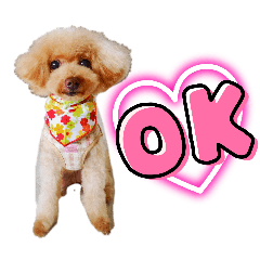 Peach the Toy Poodle 4