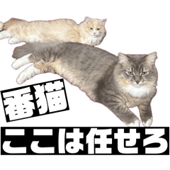 shirasutokomugi_20260422211640