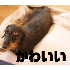 sugarie_20260422203658