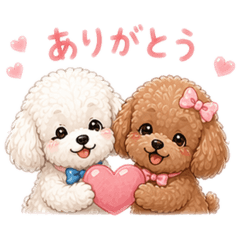 Daily Life of Friendly Toy Poodles