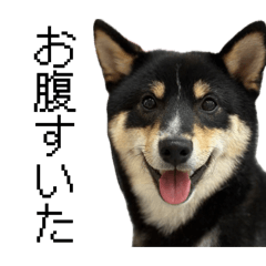 makahimo_20260422215739