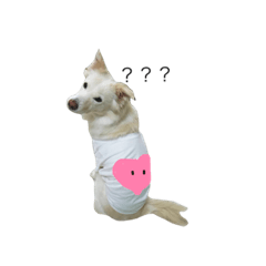 WhitexBooxCoo