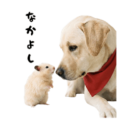 キンクマもなかと仲間たち