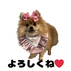 Cute Pomeranian Lulu Daily Stickers