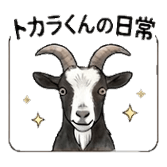 Tokara the Goat's Daily Life