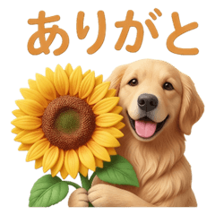 Golden Retriever and a large flower