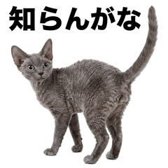 Devon Rex 鹽系貼圖 - AG