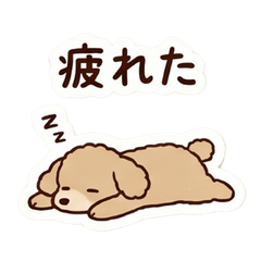 Miss Toy Poodle Beige