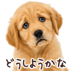 Golden Retriever Puppy Replies2