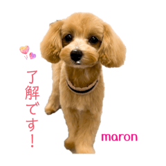 maroro_20260422171537