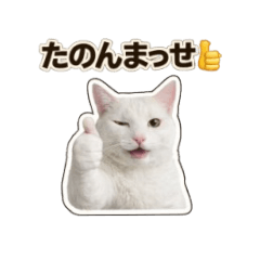 takonoosaru_20260422170859