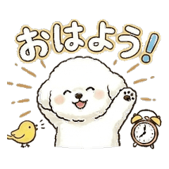Omochi the Fluffy Bichon Frise