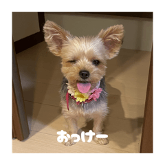 momochi_20260422214720