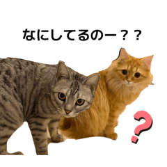 tororo_20260422214703