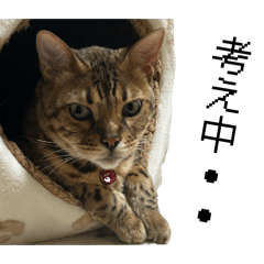 6938 house_20260422230812