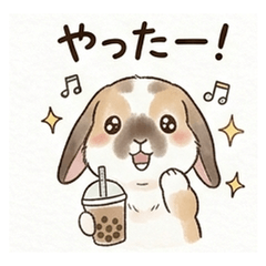 毛毛垂耳兔的日常