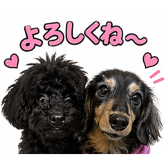 Katsu_20260422171725