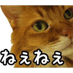 Asha the Somali cat 3