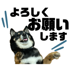 Black shiba dog  Yale ver.1