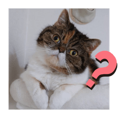 anmitsu_20260422192804