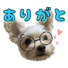 Cheerful Yorkie sticker