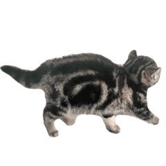 tora_to_an_20260422200132