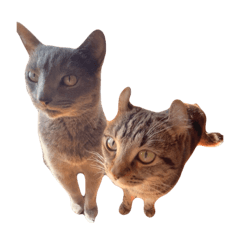 tora_to_an_20260422195514