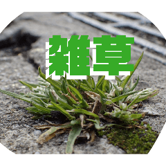 kinapiko_20260422183117