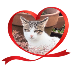 The cat is cute. Thank you as always.