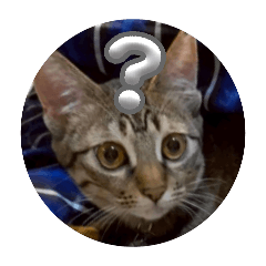 Iori_seika_20260422211413