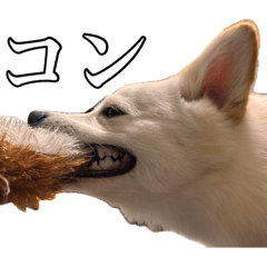 Kottama_20260422211052