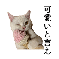 kingsho_20260422212739