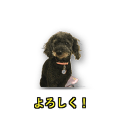 My Pets and Friends in Japan