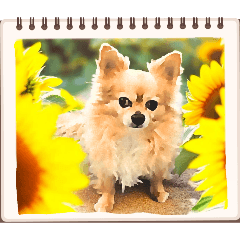 magic lamp._20260422215838