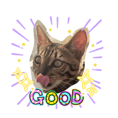 shima shima shippo nanako_20260423002245