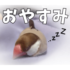 Cute Daily Java Sparrow Stickers