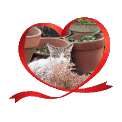 The cat's great adventure is adorable